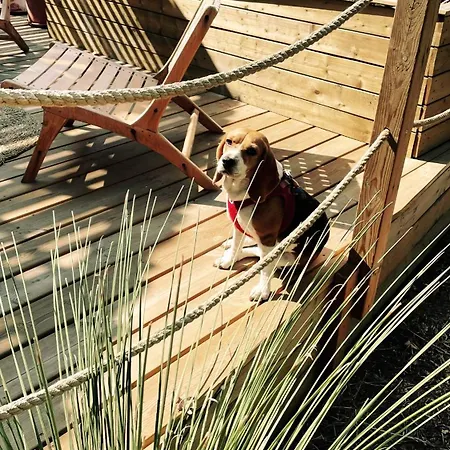 Kamp alanı Sunelia L'argentiere 4*